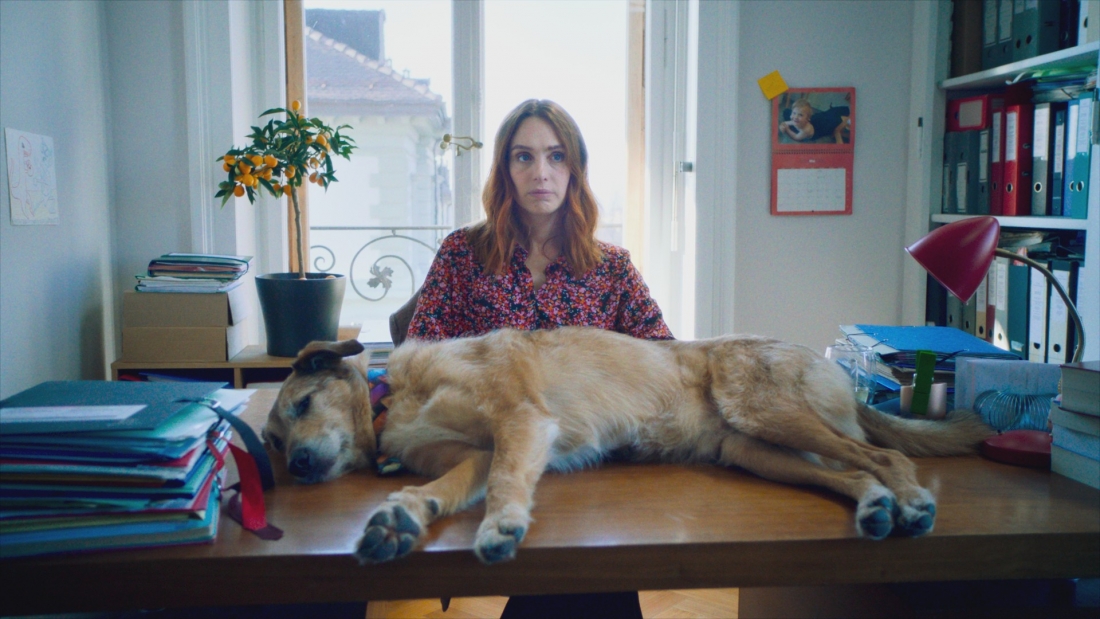 Promotional image of the film Dog on Trial