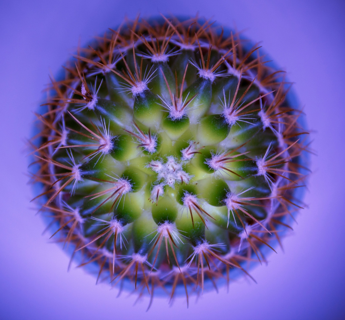 A top view of a green cactus, highlighting the geometric pattern formed by the spines. The blurred background in shades of blue and violet brings out the plant’s details and texture.