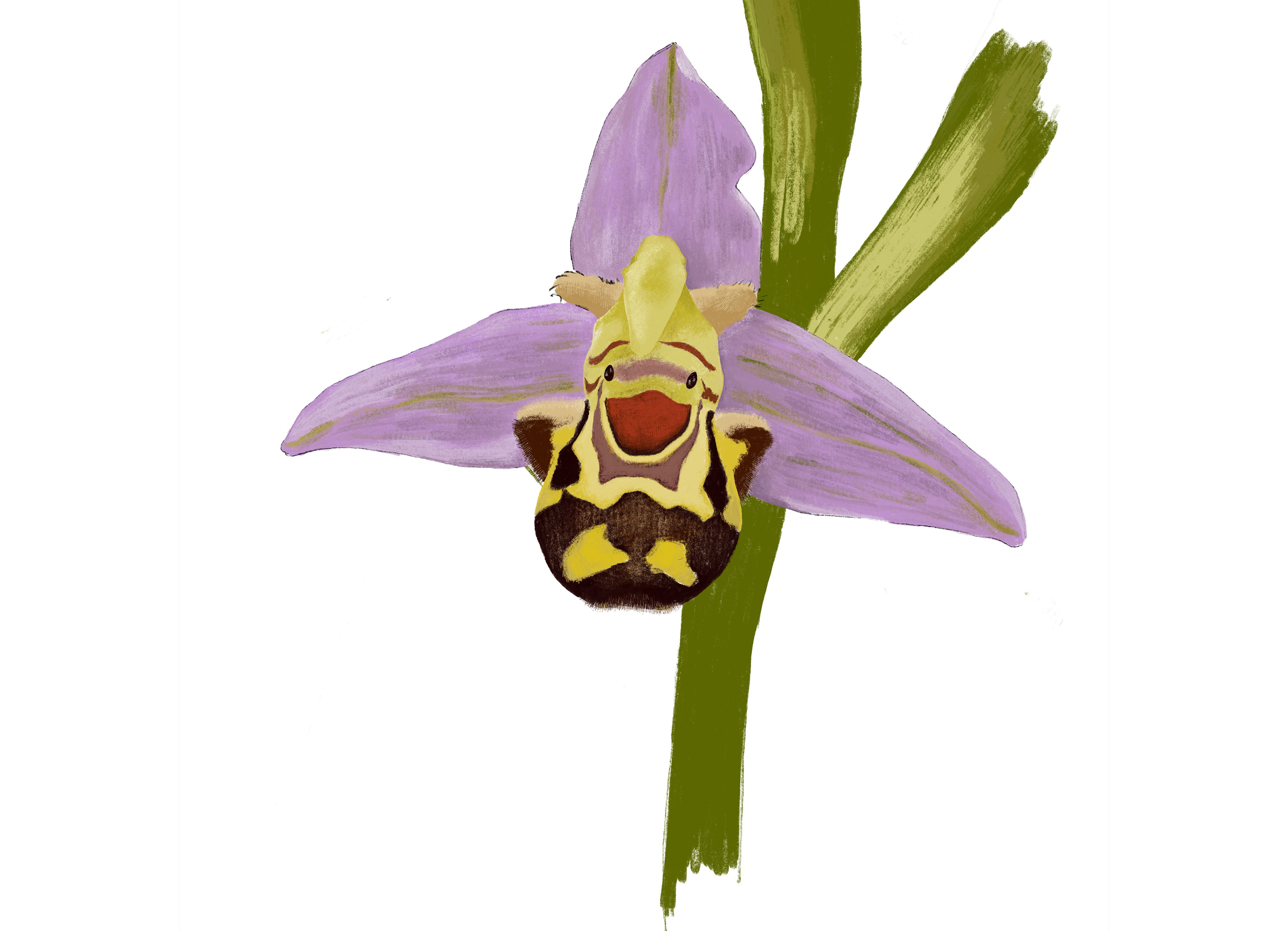 Ilustração a cores de Lavandaria Estúdio. Sobre fundo branco, uma orquídea sorri.