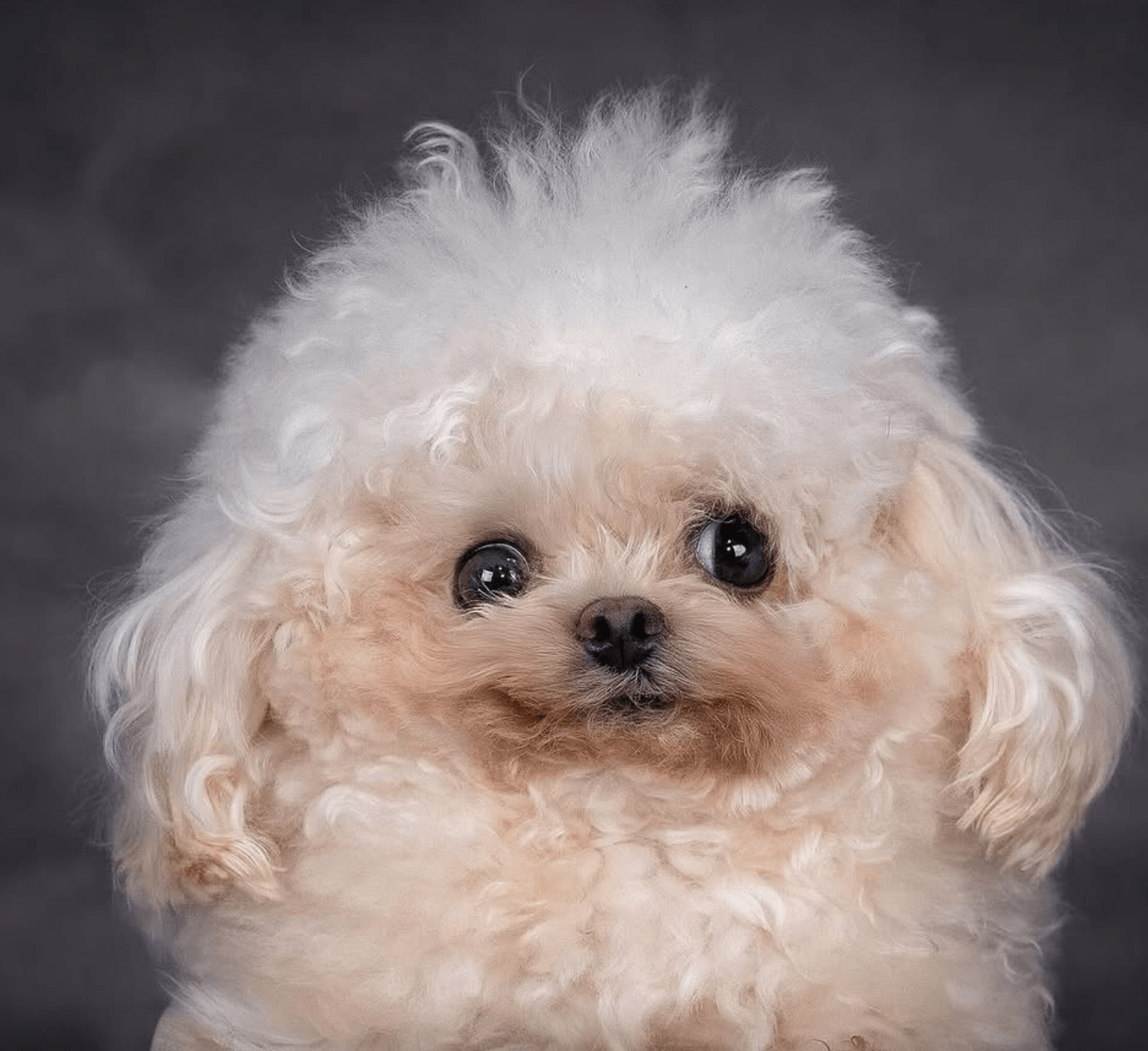Fotografia a cores. Plano aproximado de um cão branco de raça Bichon Frisé. 